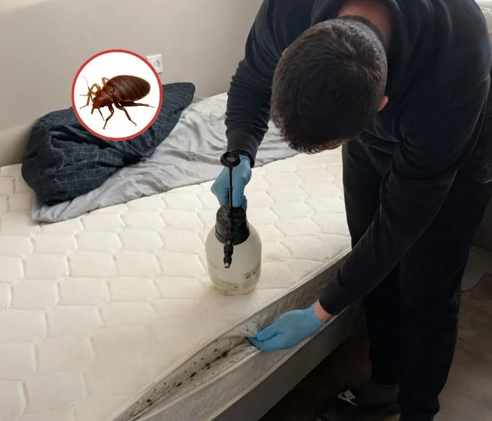 Technicien traitant un matelas contre les punaises de lit à Rubelles